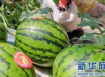 千万网红吃瓜最近消息  第1张